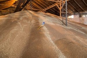 Sonda masurare temperatura porumb